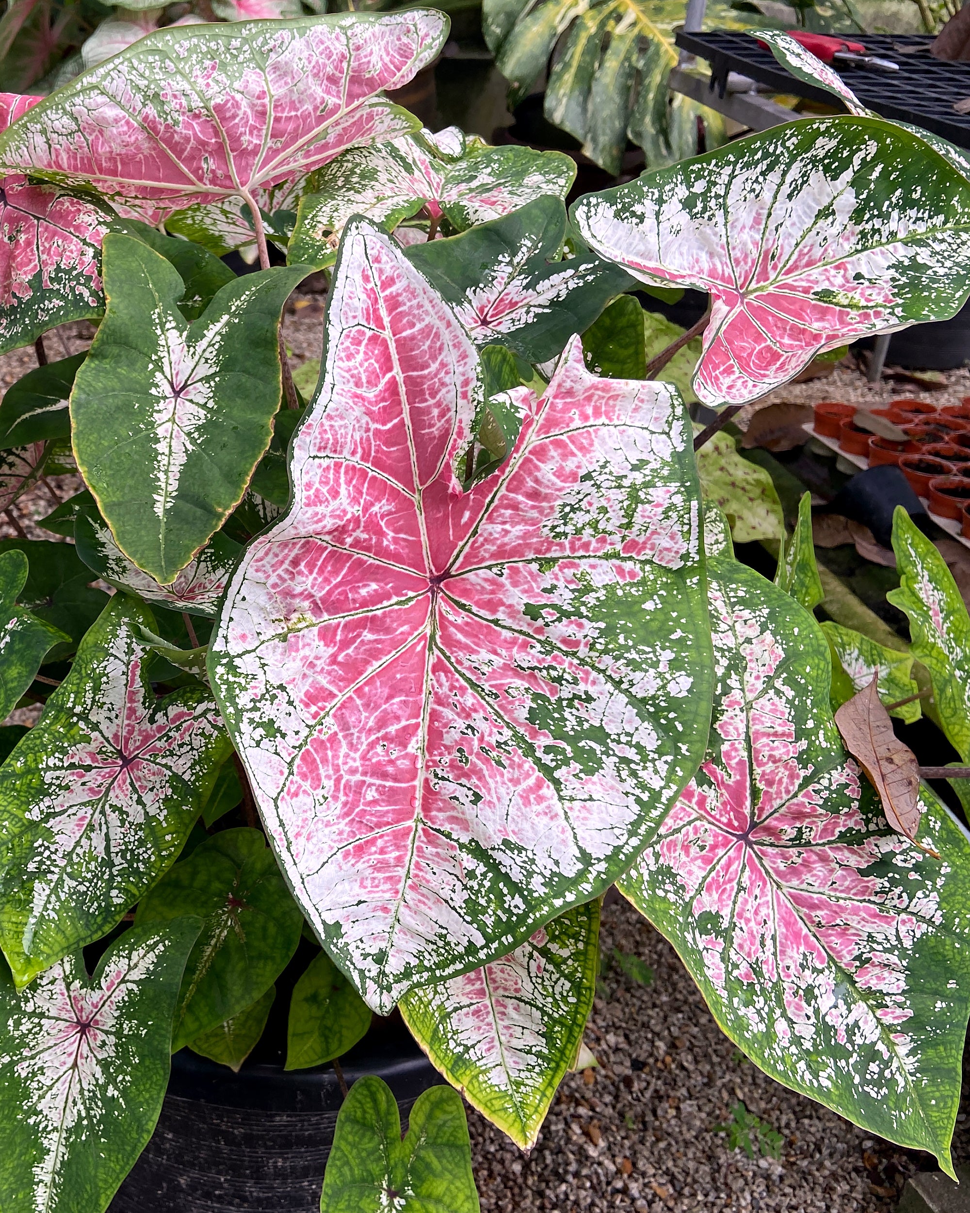 Caladium Plan Caladium 'Pink Cloud' Bulbs | Buy angel wings 'Pink Cloud' online at ...
