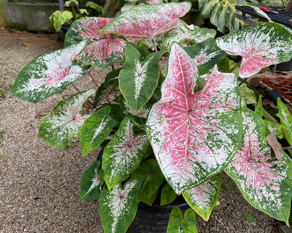 Caladium 'Pink Cloud'