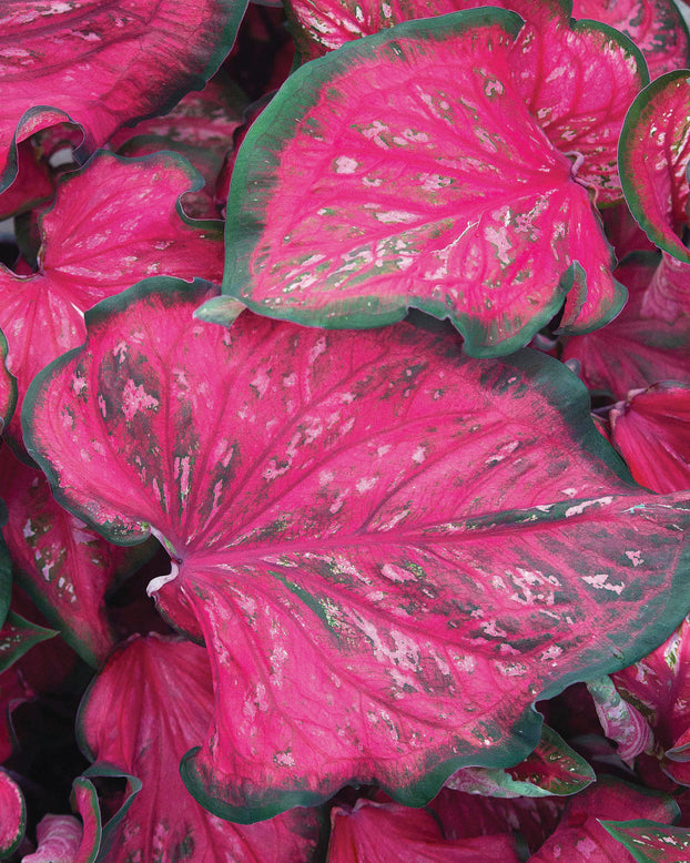 Caladium 'Pink Panther'