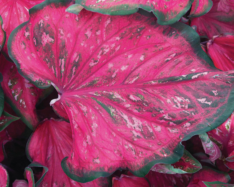Caladium 'Pink Panther'