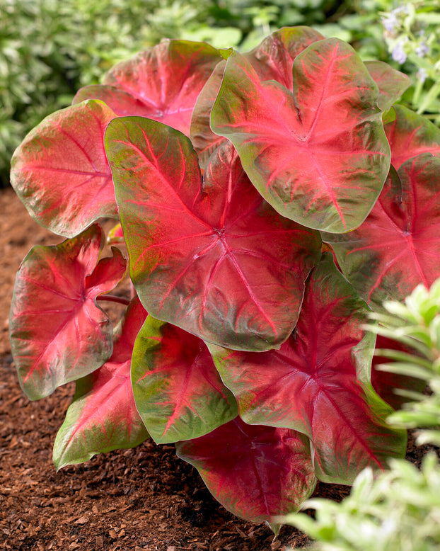 Caladium 'Poecile Anglais'