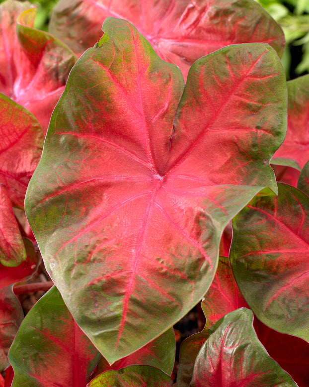 Caladium 'Poecile Anglais'