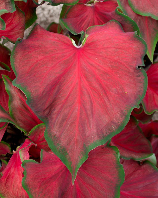Caladium 'Red Ruffles'