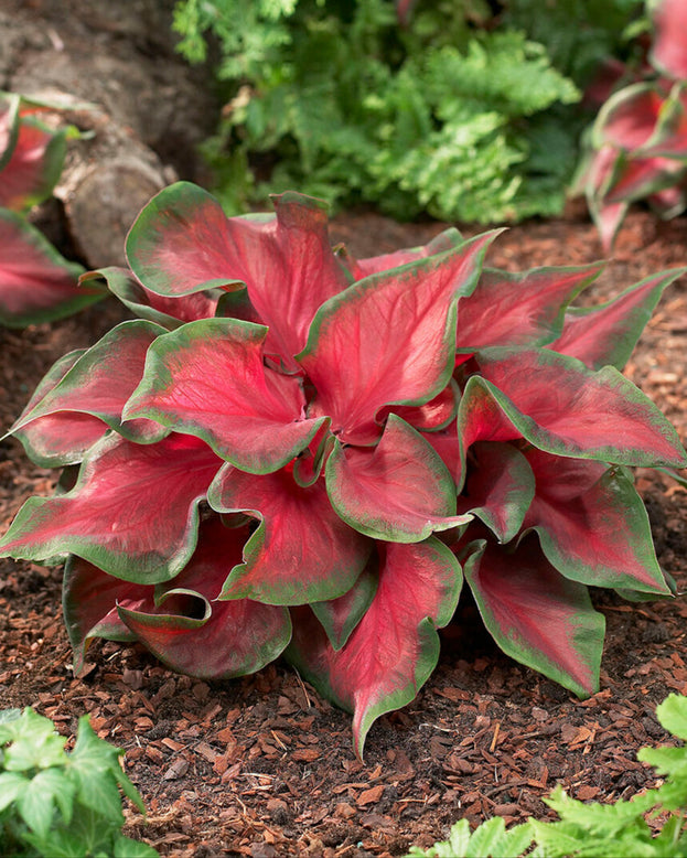 Caladium 'Red Ruffles'