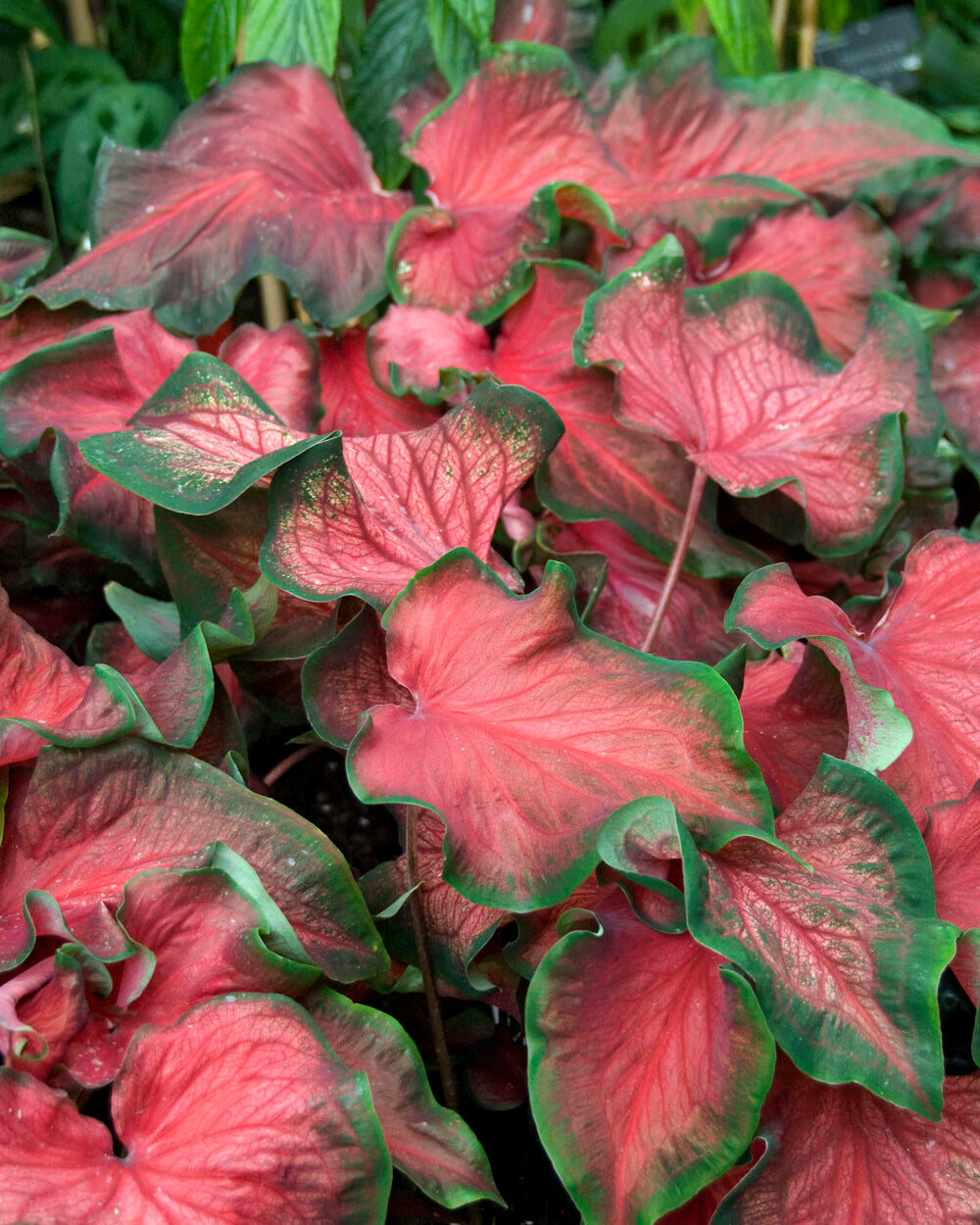 Caladium 'Red Ruffles' bulbs — Buy angel wings 'Red Ruffles' online at ...