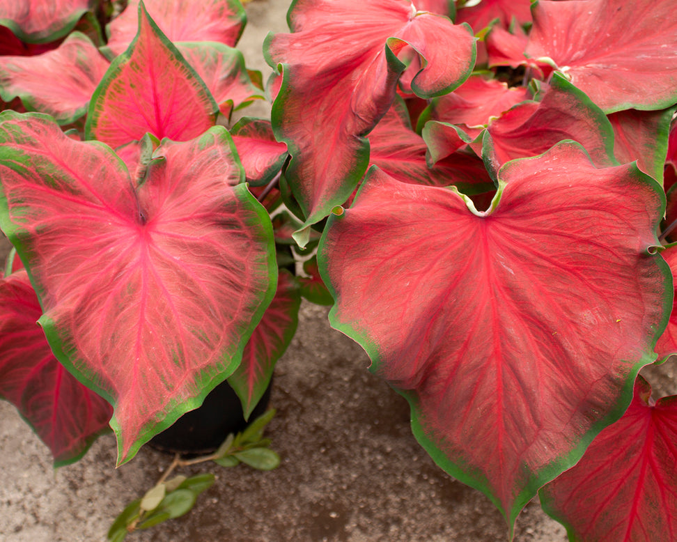 Caladium 'Salsa'