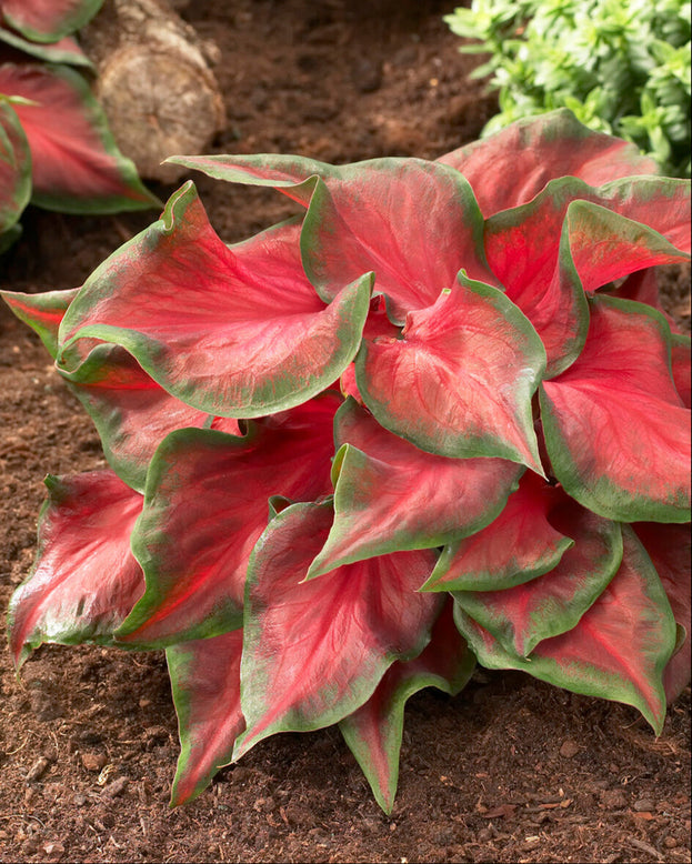 Caladium 'Salsa'