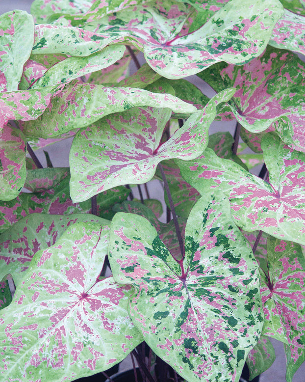 Caladium 'Seafoam Pink'