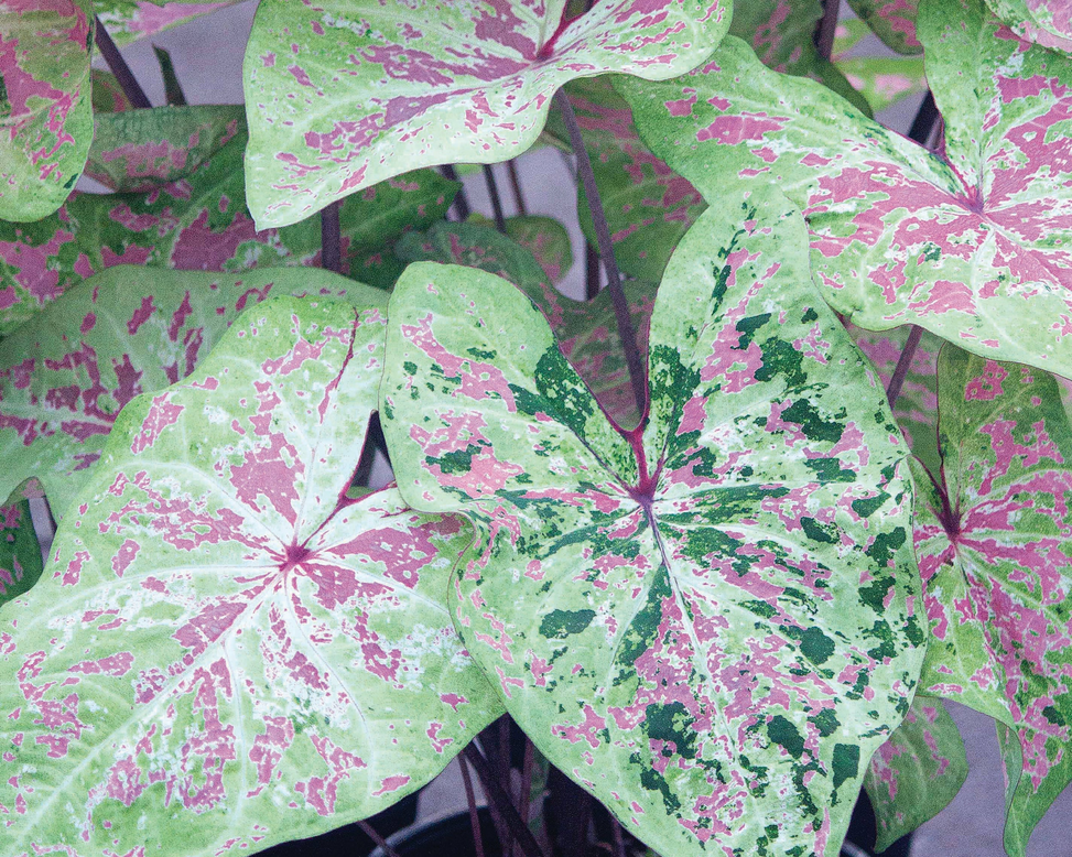 Caladium 'Seafoam Pink'