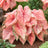 Caladium 'Spring Fling'