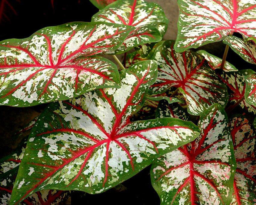 Caladium 'Tapestry'