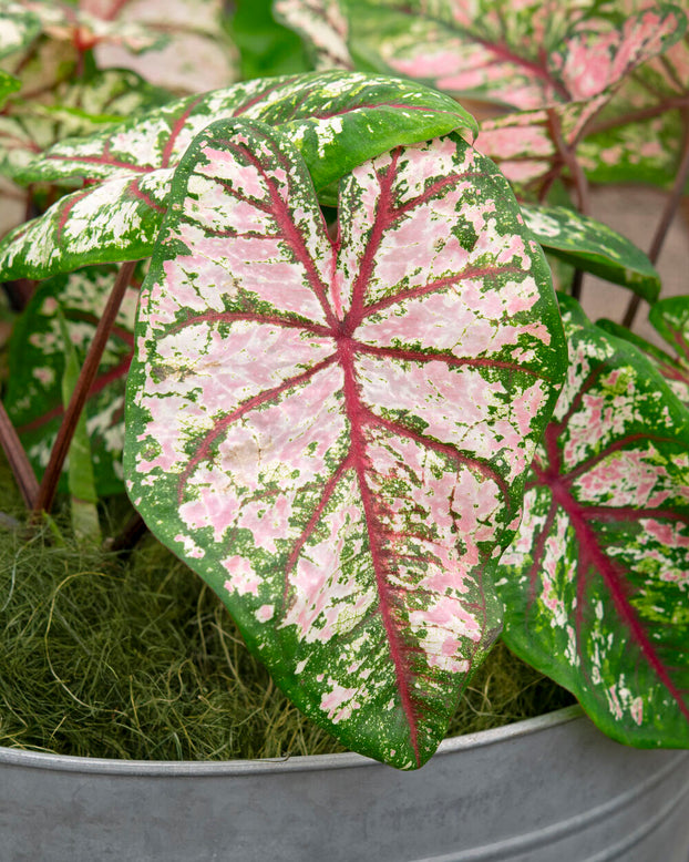 Caladium 'Tapestry'