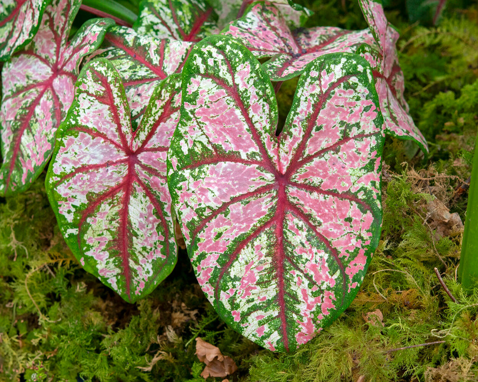 Caladium 'Tapestry'