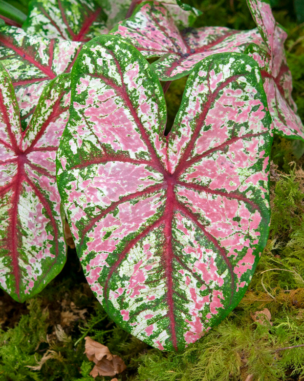 Caladium 'Tapestry'