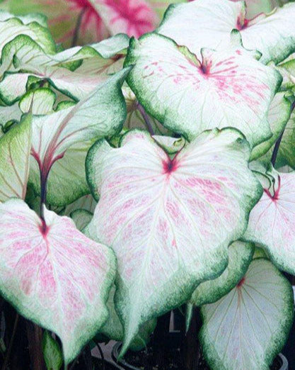 Caladium 'White Lightning'