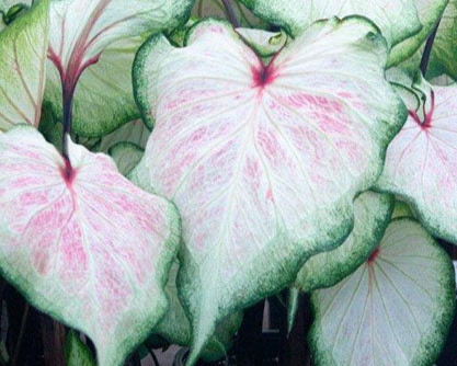 Caladium 'White Lightning'