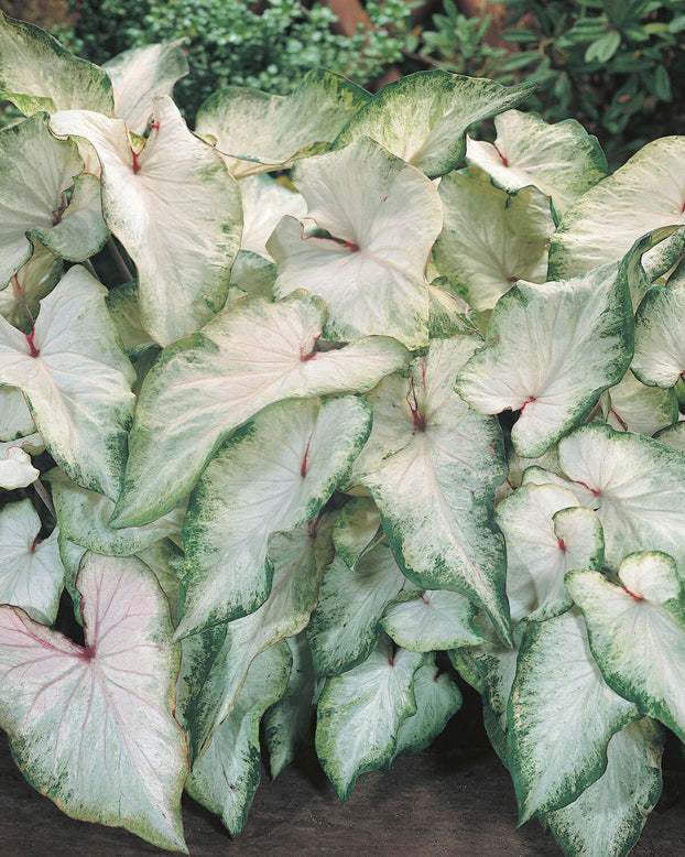 Caladium 'White Wing'