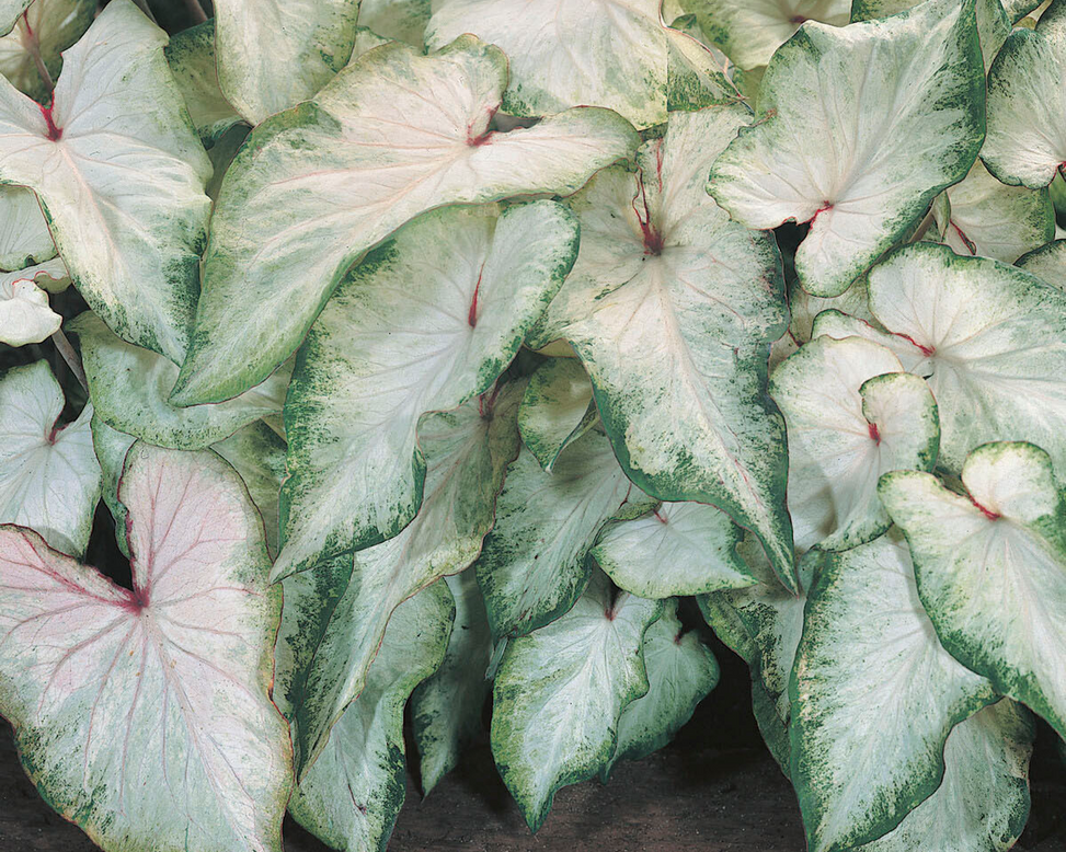 Caladium 'White Wing'