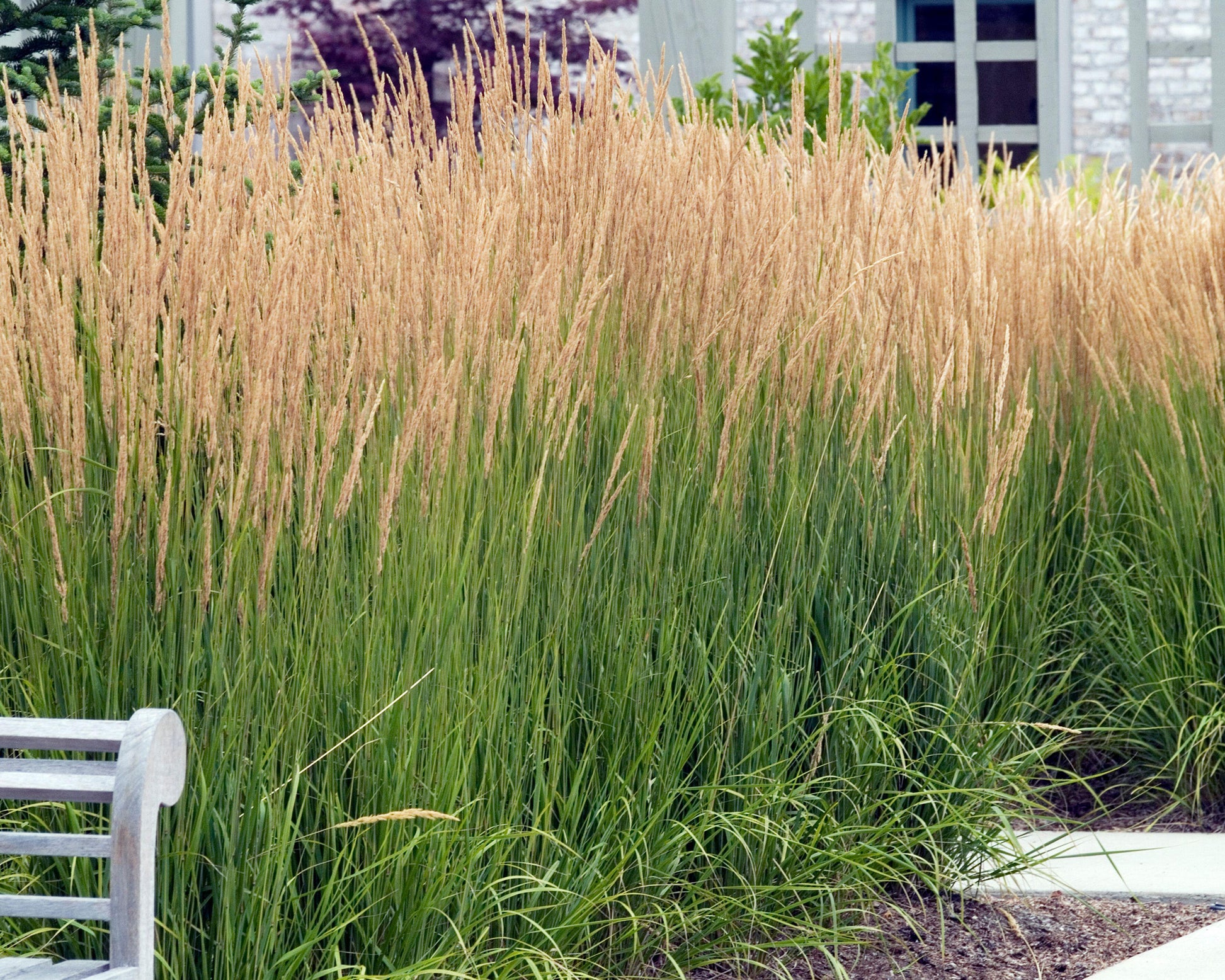 calamagrostis acutiflora karl foerster grass