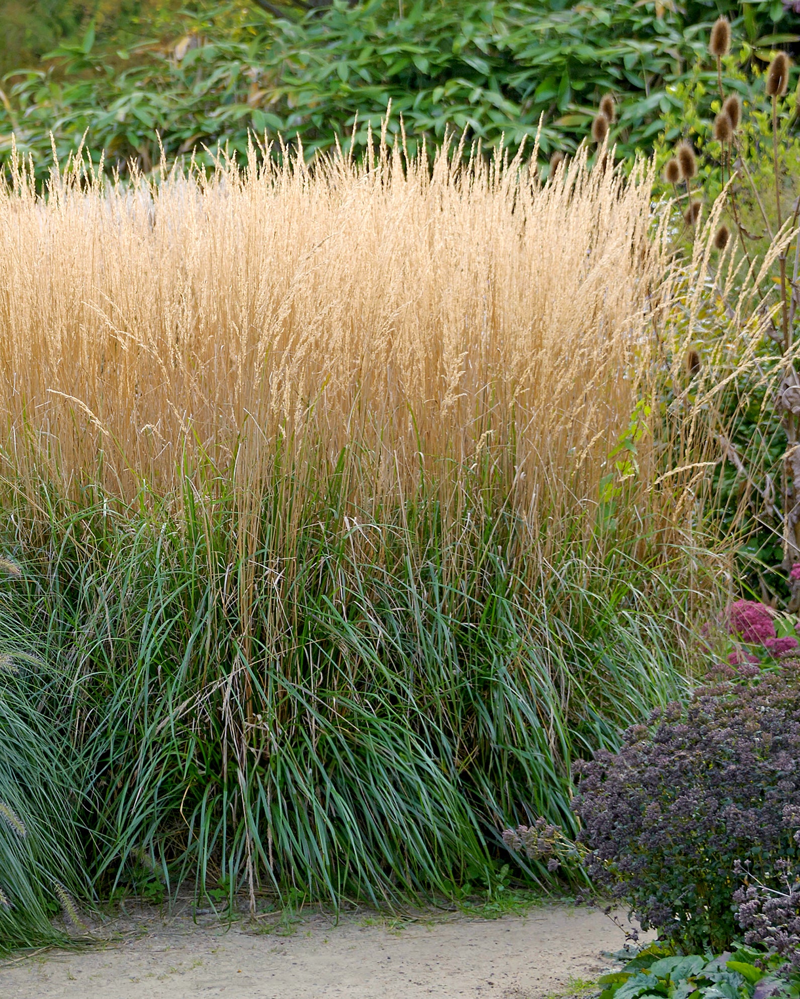 Calamagrostis × acutiflora 'Karl Foerster' bare roots | Buy feather ...