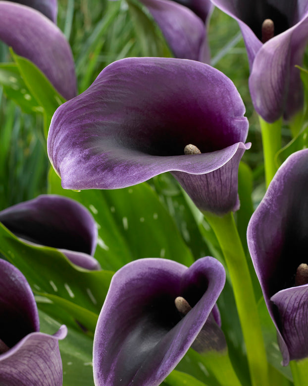 Calla 'Akela'
