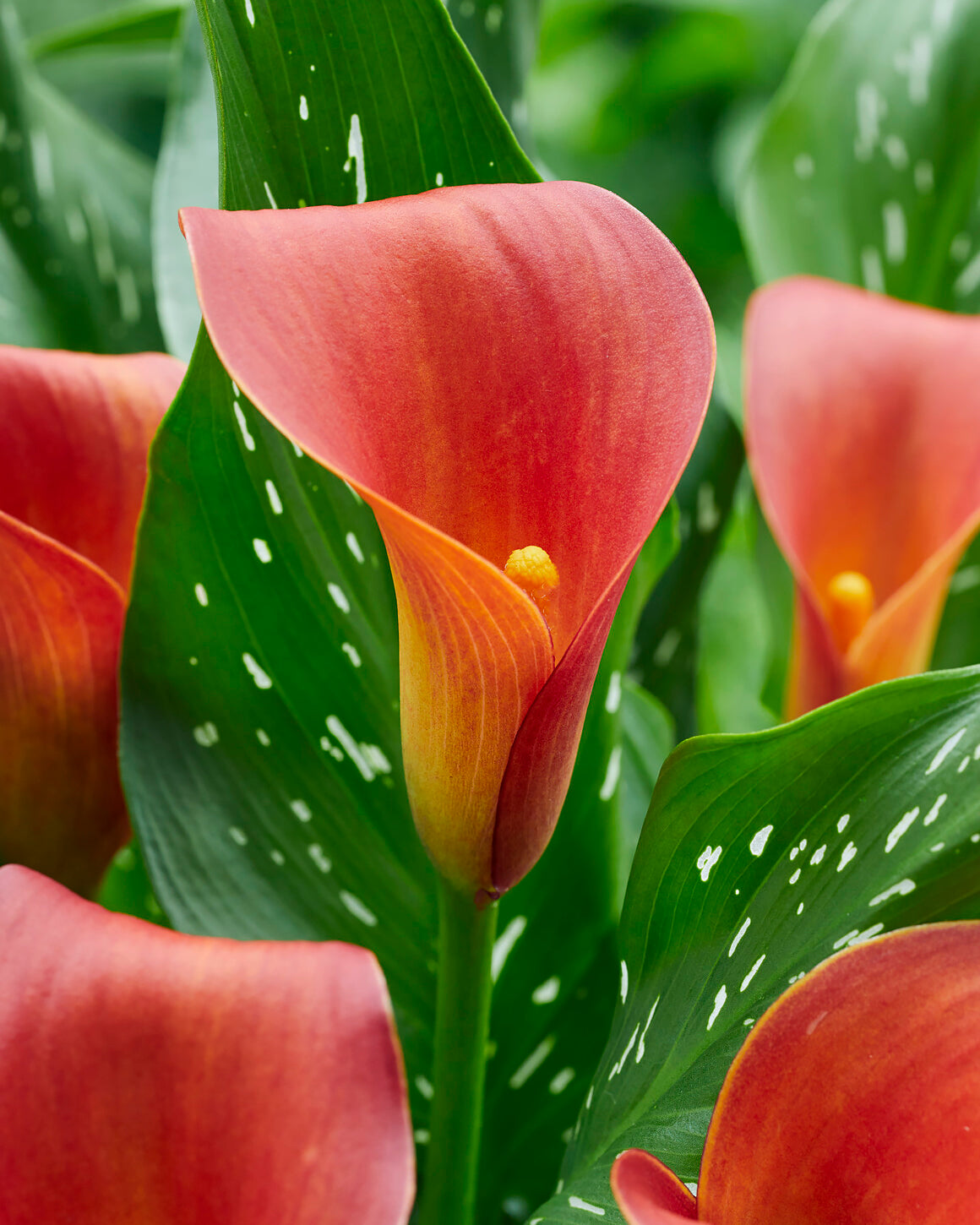 Calla Rocket Calla 'Captain Murano' bulbs | Buy online at Farmer Gracy UK