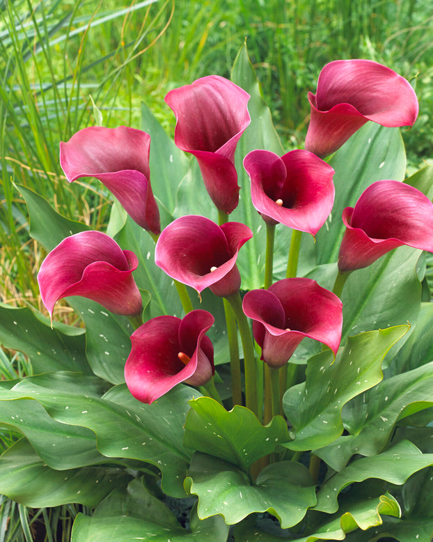 Calla 'Captain Promise'