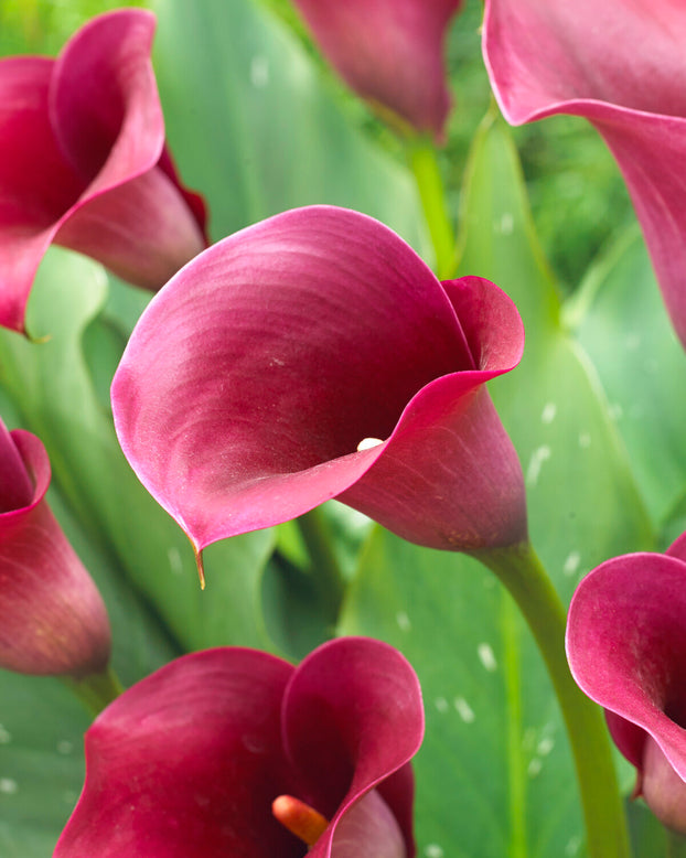 Calla 'Captain Promise'