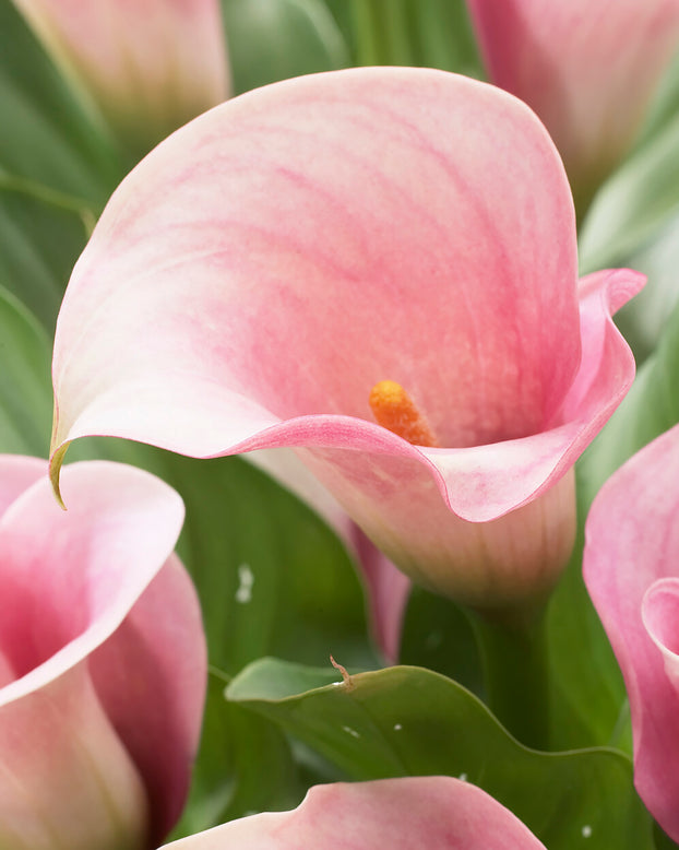 Calla 'Captain Rosette'