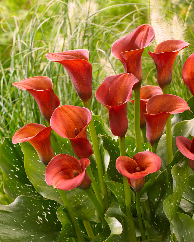 Calla 'Captain Safari'