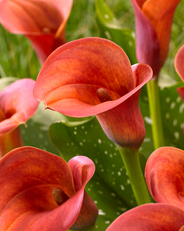 Calla 'Captain Safari'