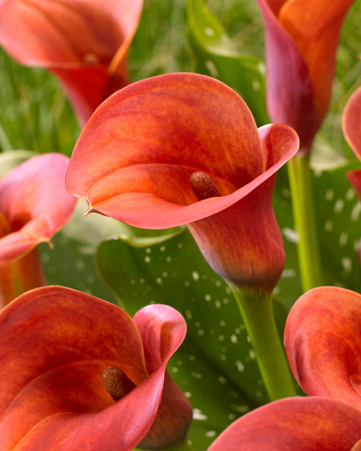Calla 'Captain Safari' bulbs | Buy online at Farmer Gracy UK