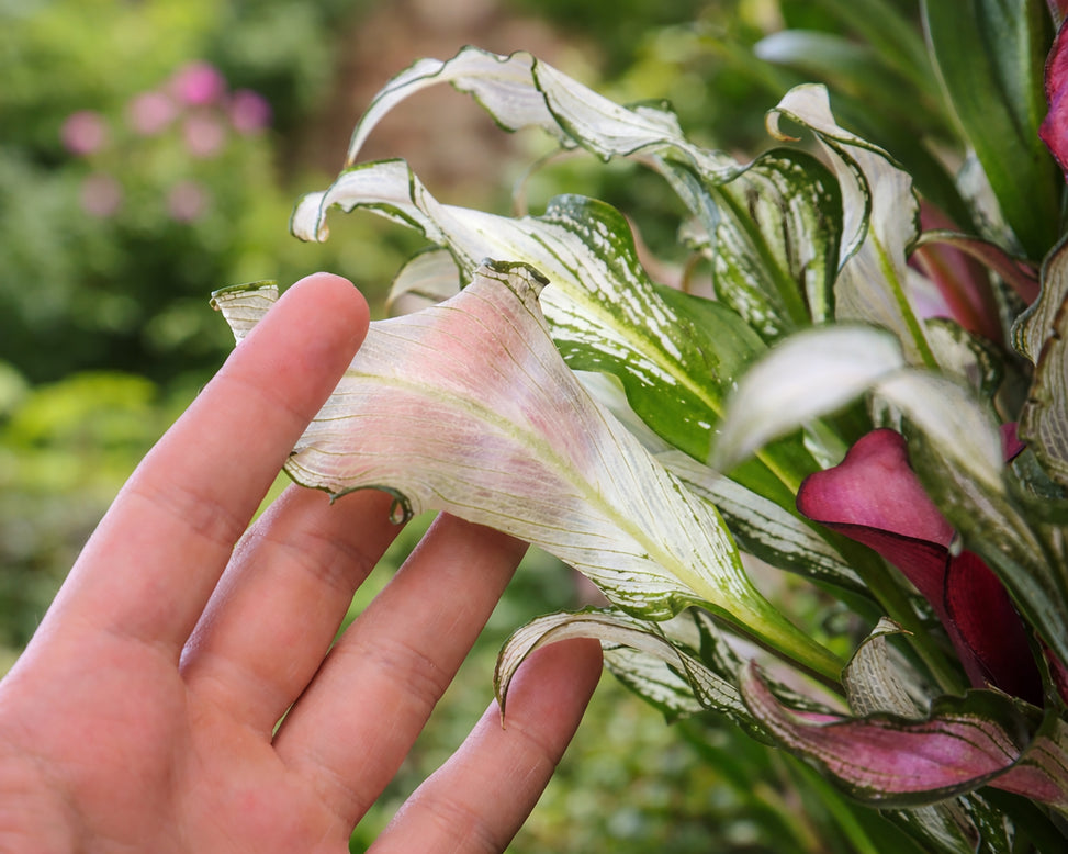 Calla 'Frozen Queen'