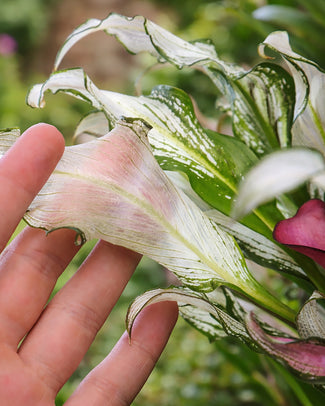Calla 'Frozen Queen'