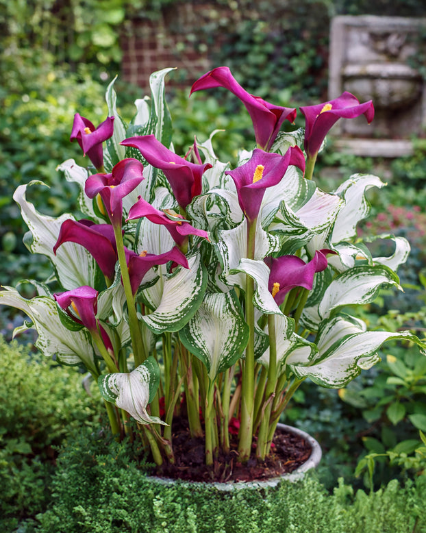 Calla 'Frozen Queen'