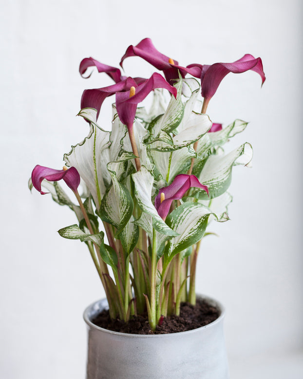 Calla 'Frozen Queen'
