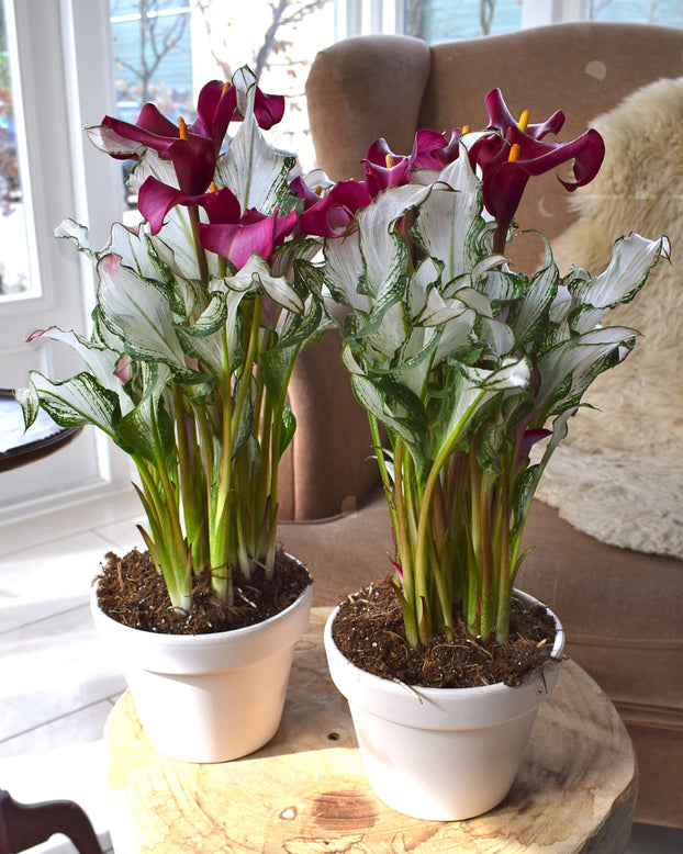 Calla 'Frozen Queen'