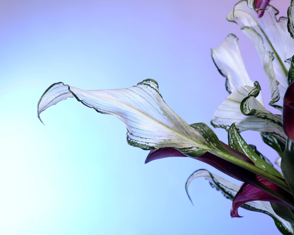 Calla 'Frozen Queen'