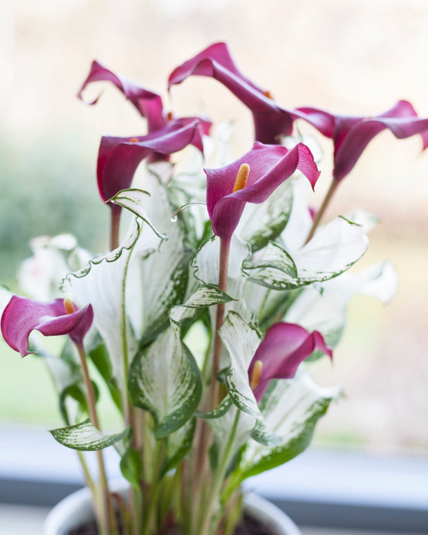 Calla 'Frozen Queen'