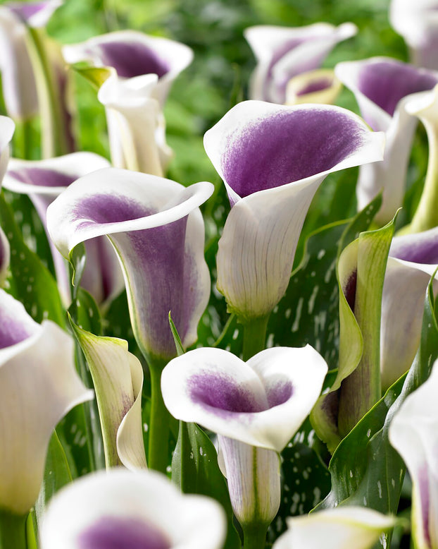 Calla 'Picasso'