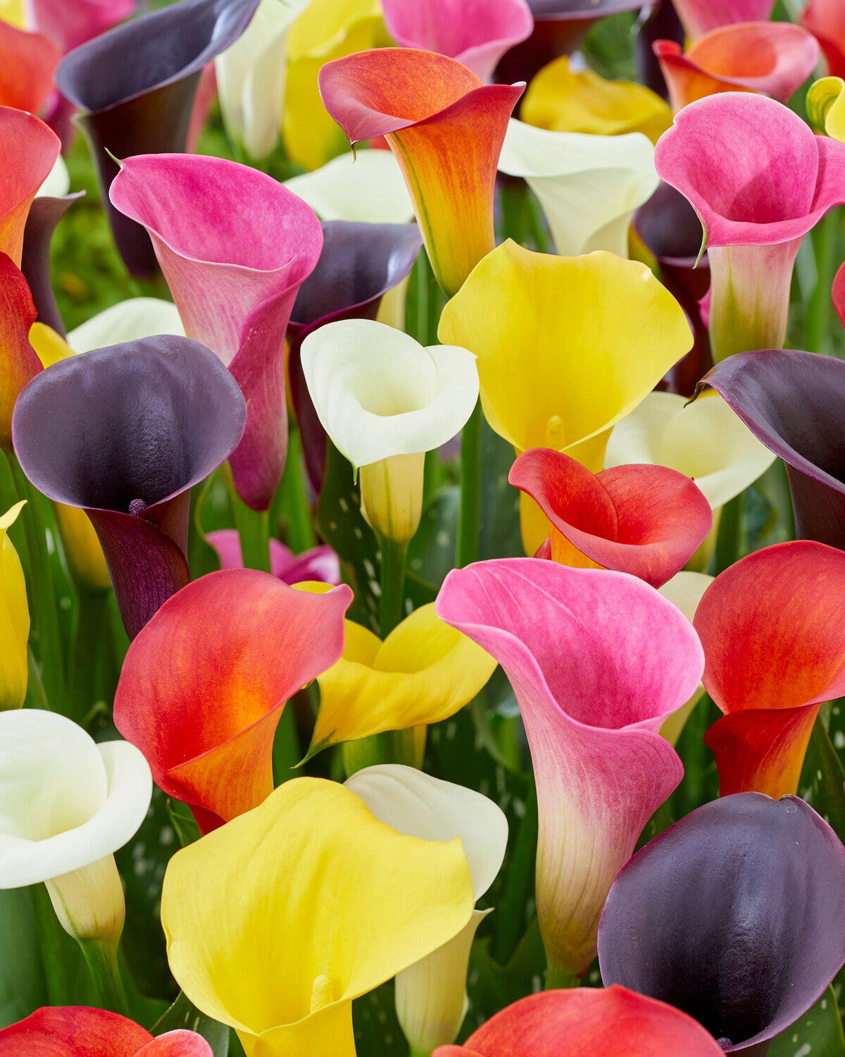 Calla 'Rainbow Collection' — Buy mixed Callas (Zantedeschia) online at ...