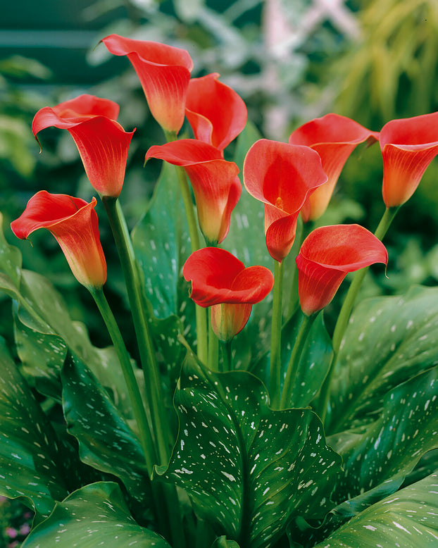 Calla 'Red Sox'