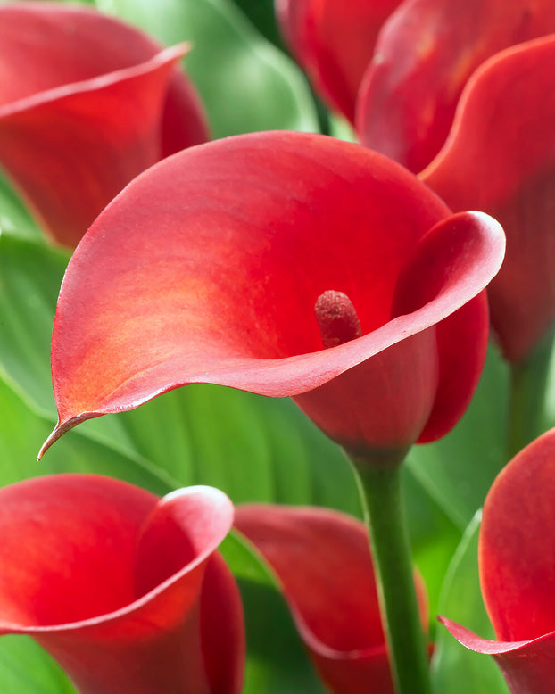 Calla 'Red Sox'