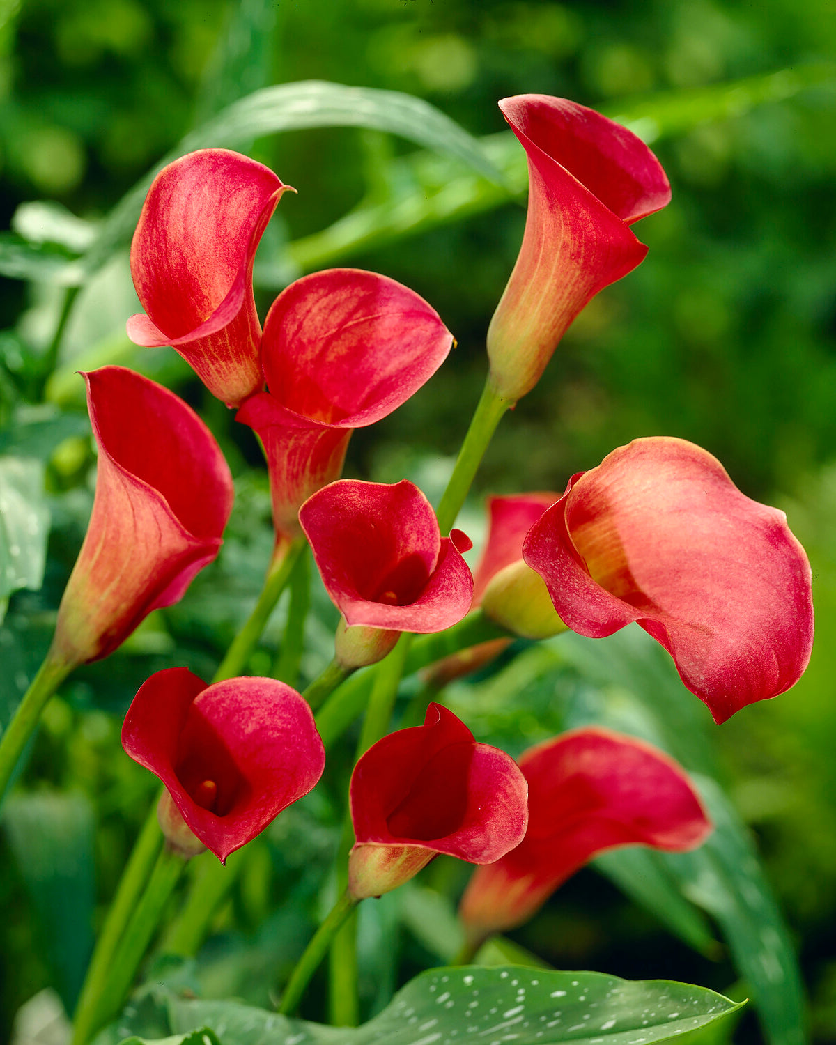 Calla 'Red Sox' bulbs | Buy online at Farmer Gracy UK