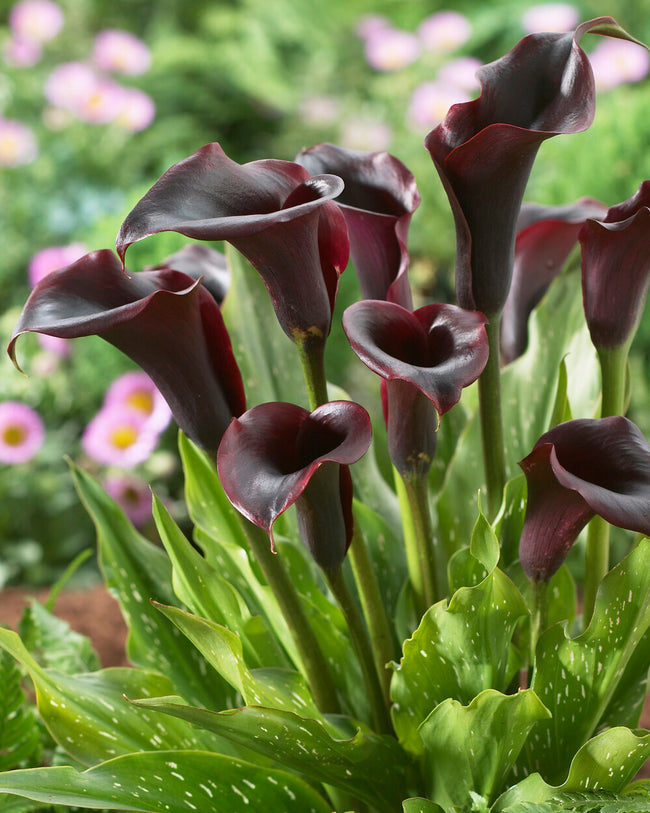 Calla 'Cantor' bulbs — Buy black Callas (Zantedeschia) online at Farmer ...
