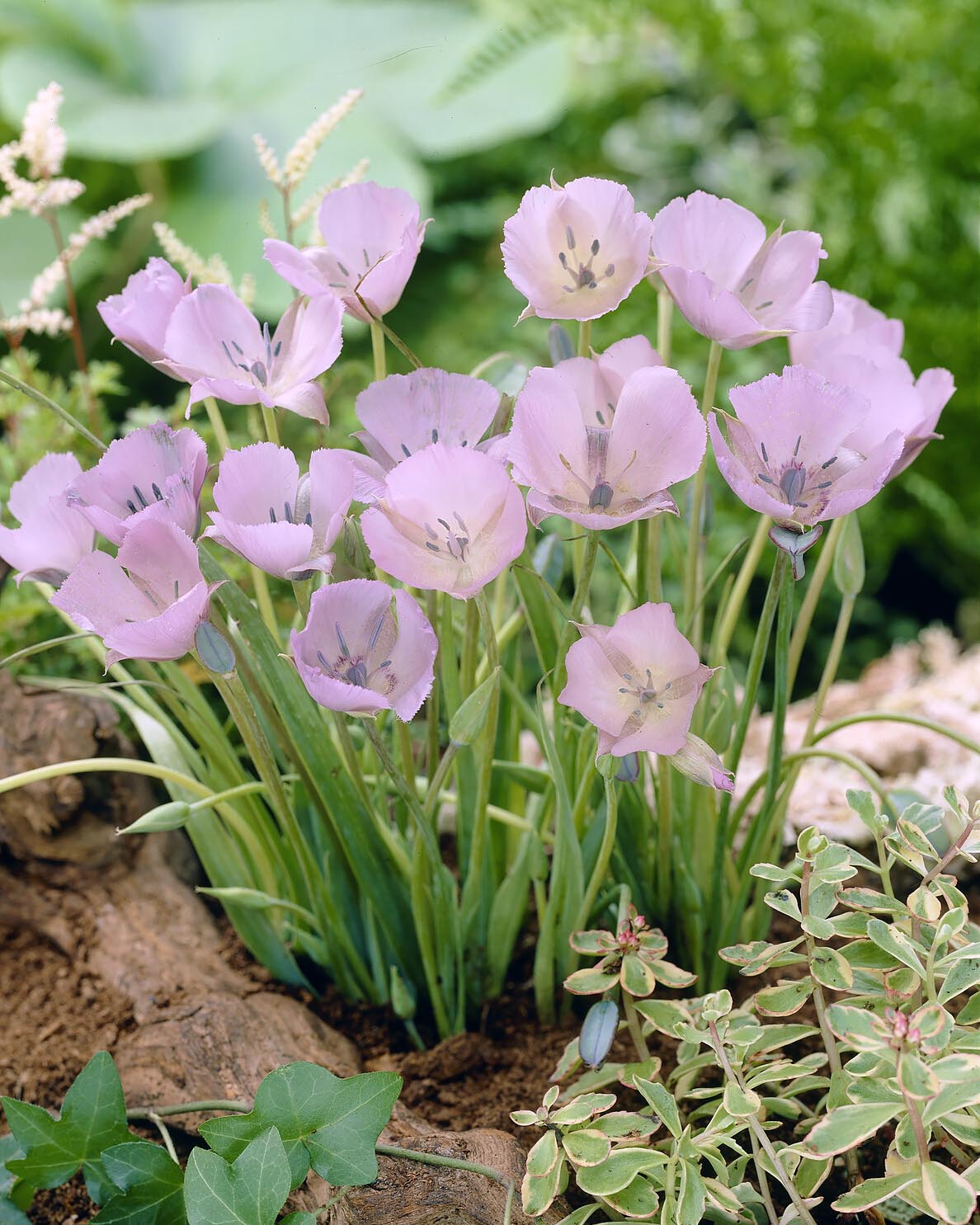 Calochortus 'Cupido' Bulbs | Buy online at Farmer Gracy UK