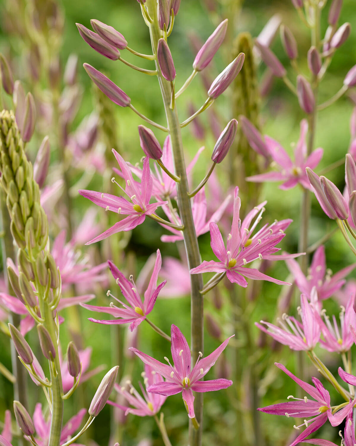 Camassia 'Candy Candle'