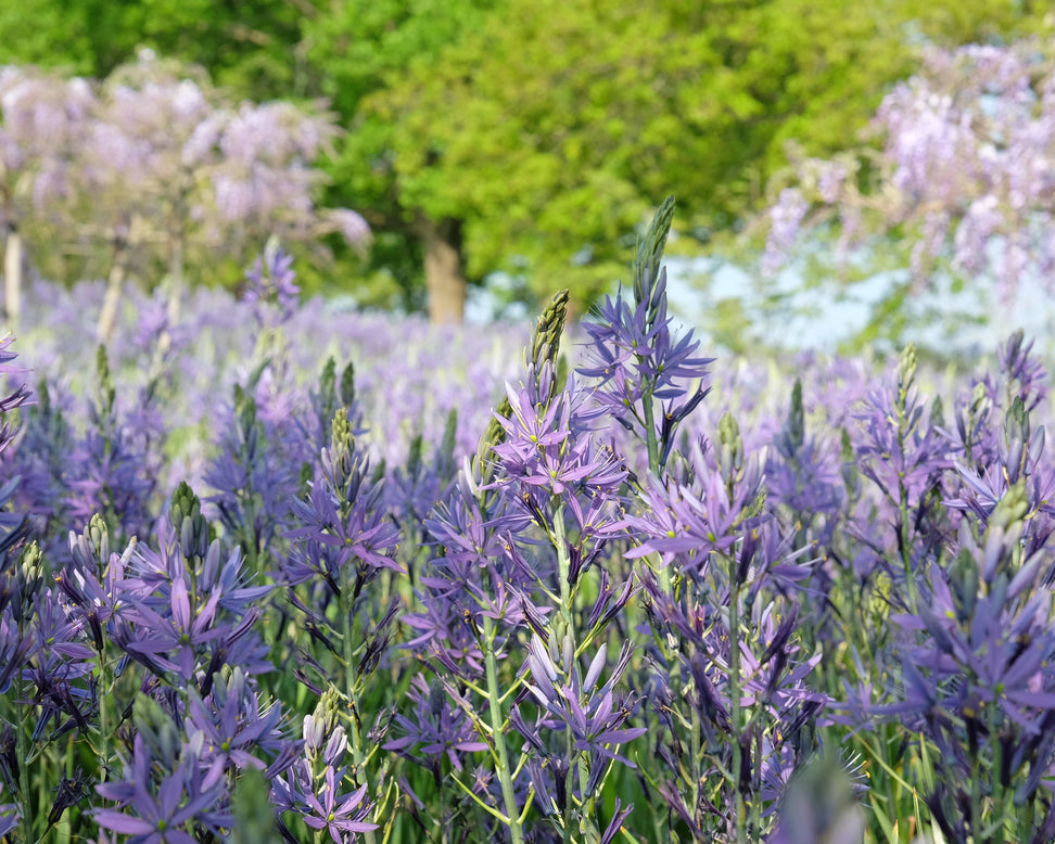 Camassia cusickii