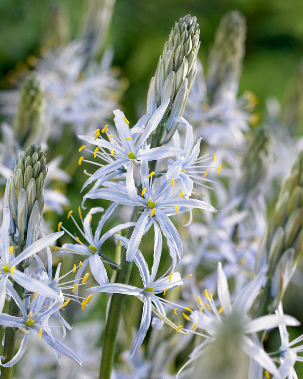 Camassia cusickii