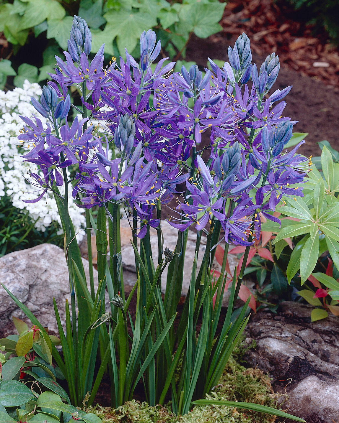Camassia Quamash Bulbs Buy Online At Farmer Gracy camassia-quamash-bulbs-buy-online-at-farmer-gracy
